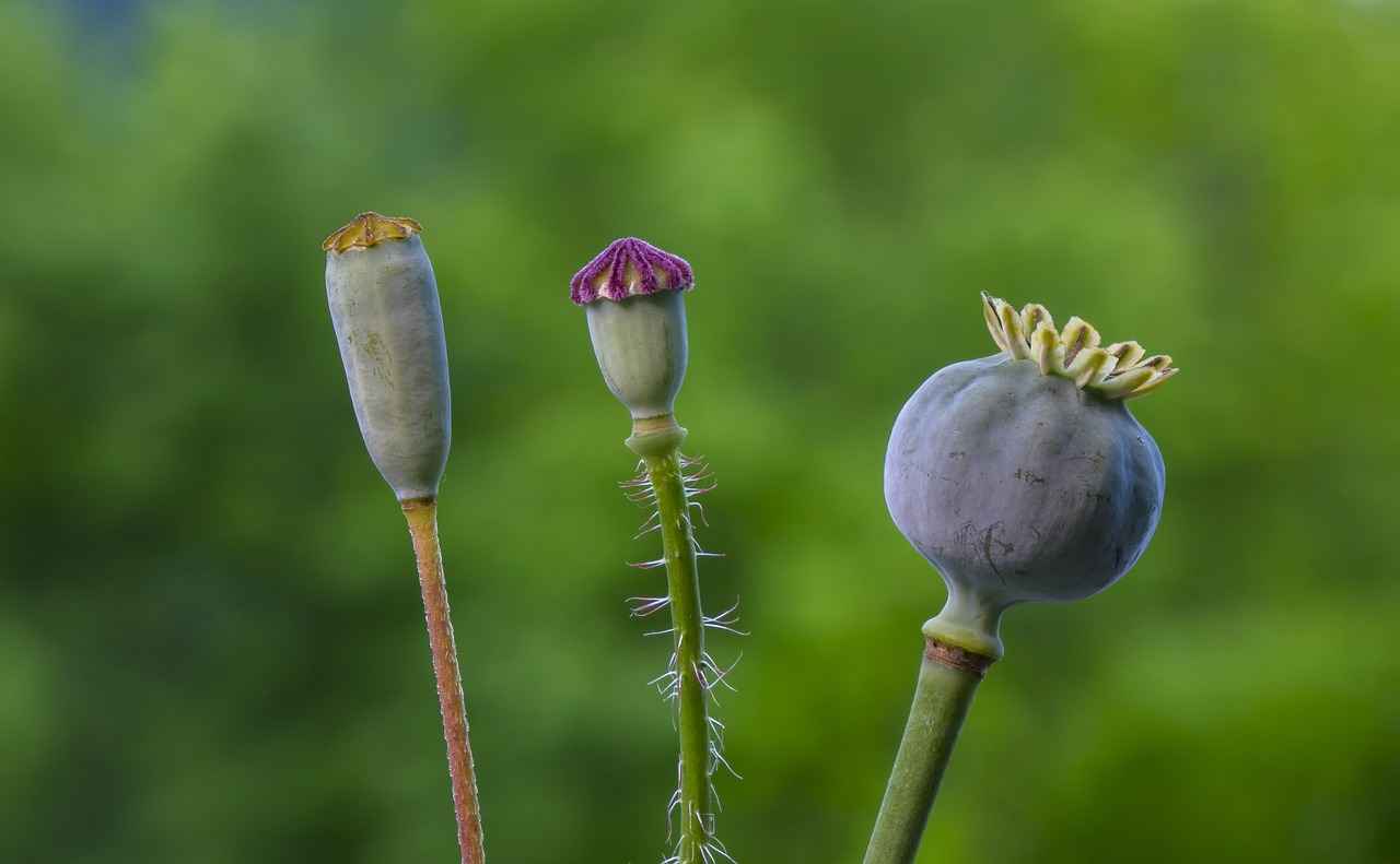 What Are Basil Seeds?