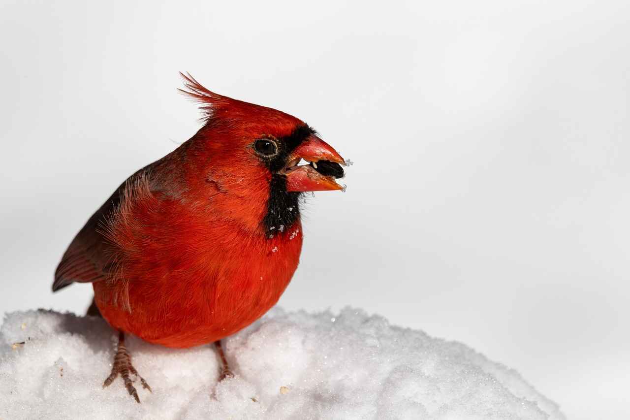 Can Birds Eat Chia Seeds? Safe or Harmful for Your Feathered Friends? 2 Are Chia Seeds Safe for Birds?