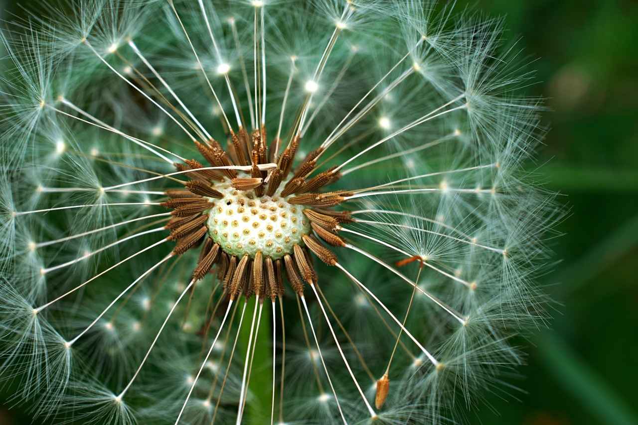What Are the Culinary Uses of Chia Seeds?