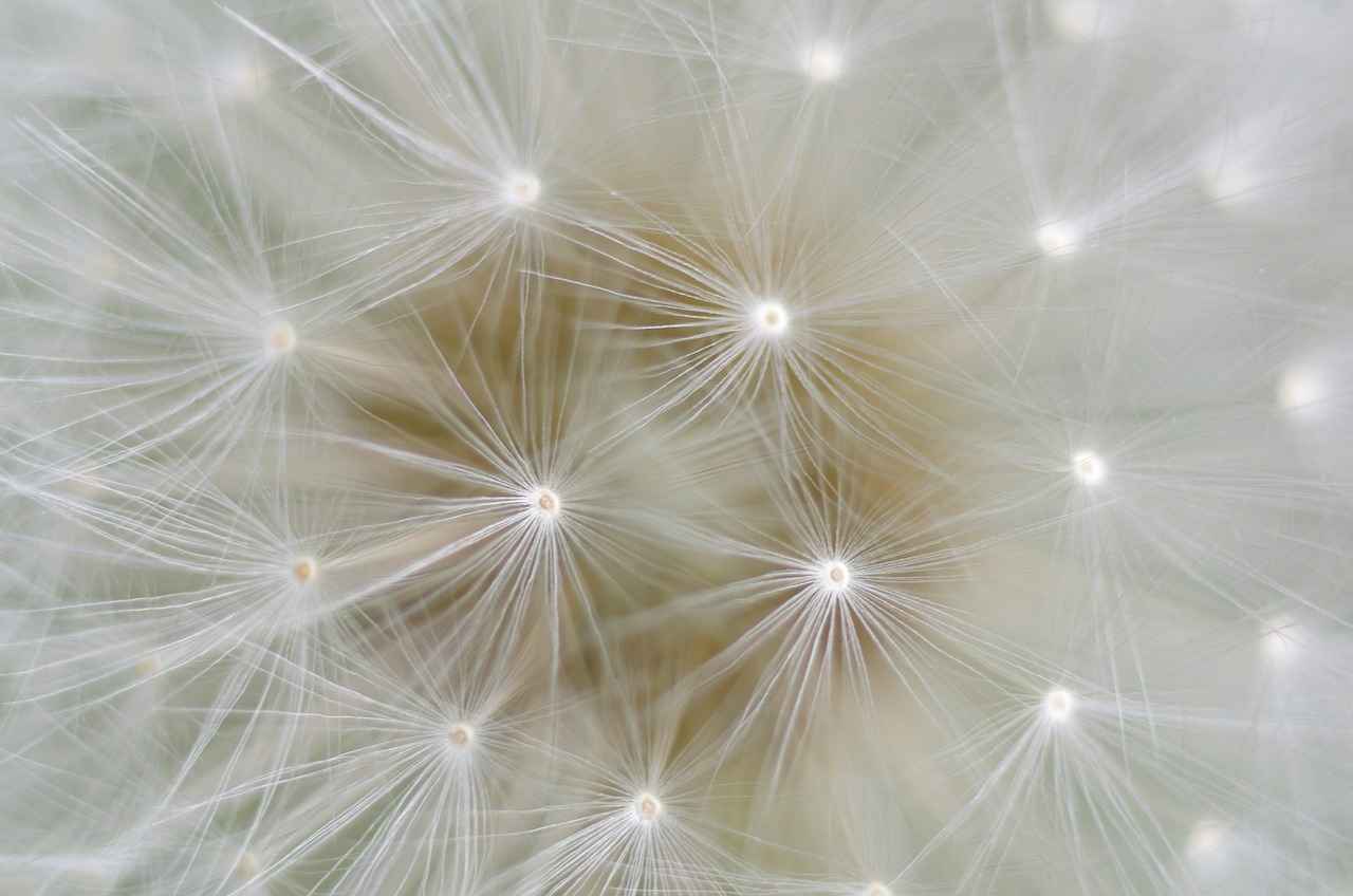 Chia Seed Beverage: The Healthiest Ways to Drink Chia Seeds 5 Are There Any Risks or Side Effects?