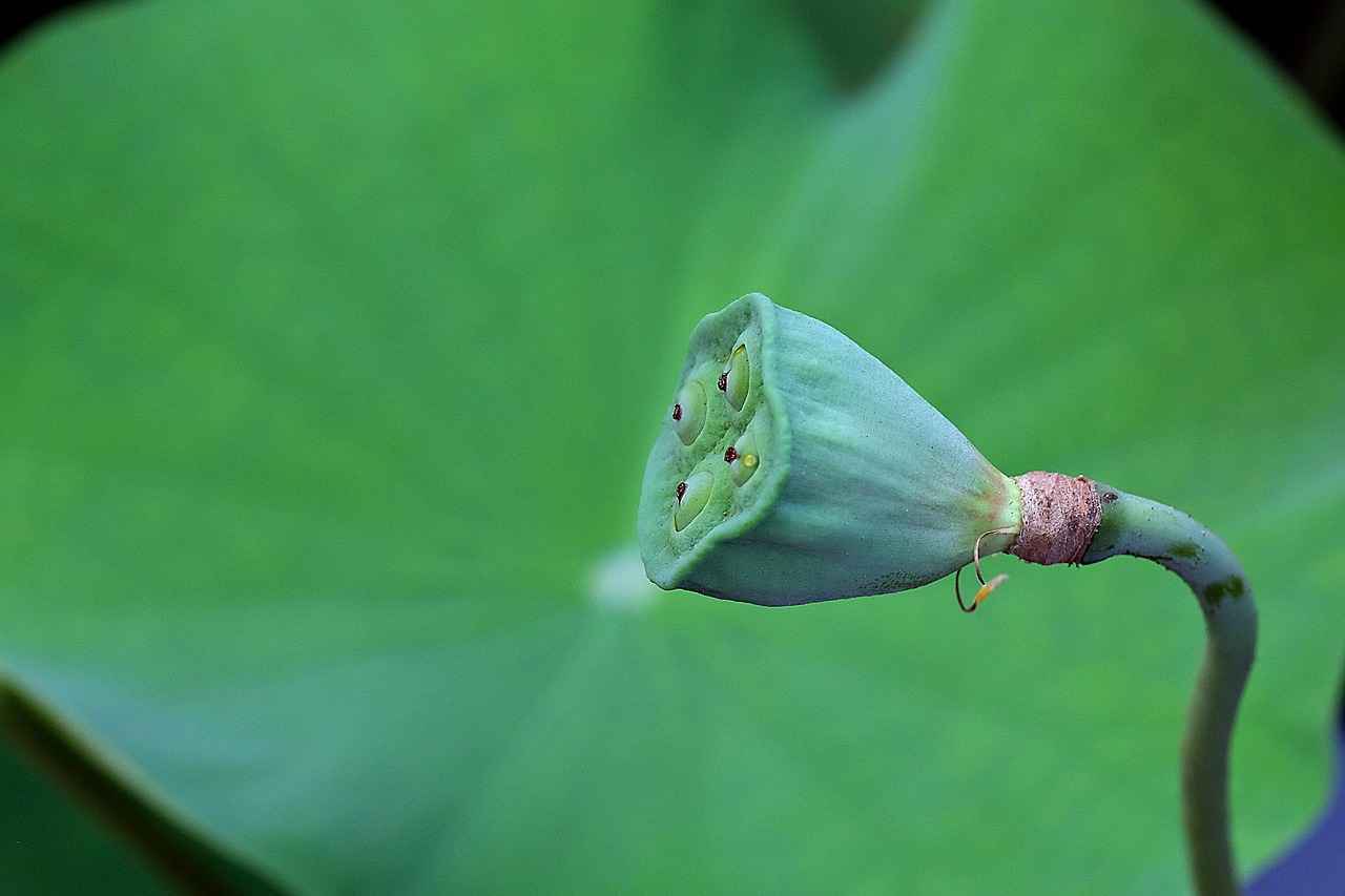 Chia Seed Calories: How They Fit Into a Healthy Diet 5 Are There Any Health Benefits of Chia Seeds?