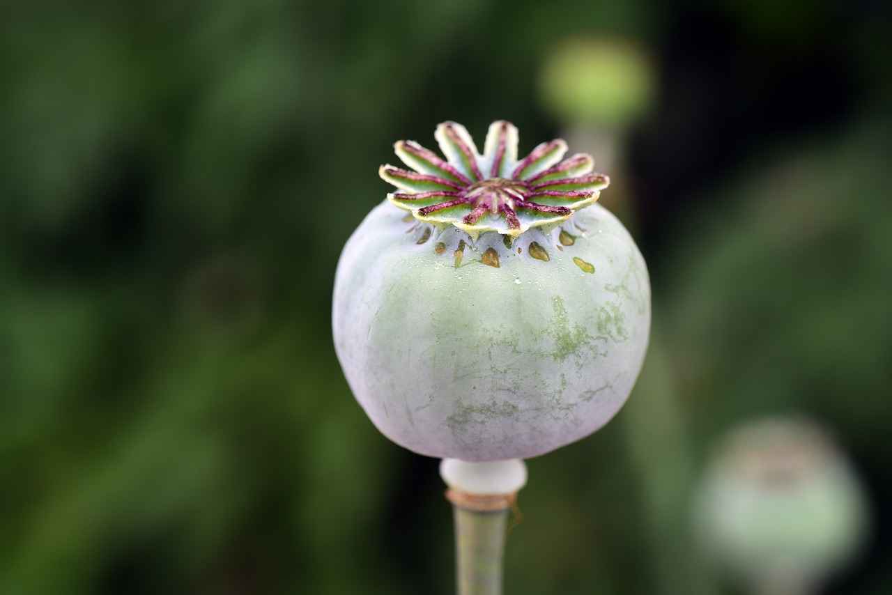 Chia Seed Drink: How to Make This Refreshing & Healthy Beverage 5 Are There Any Risks or Side Effects?