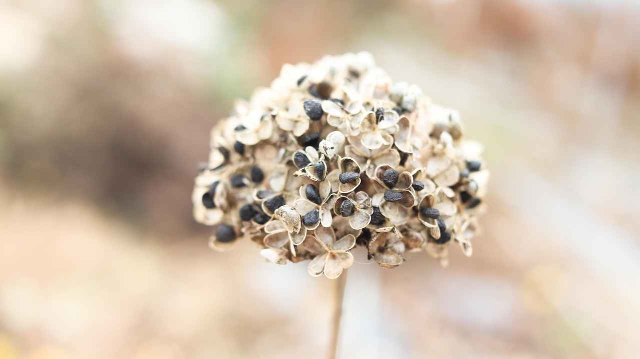What Are Chia Seeds and Where Do They Come From?