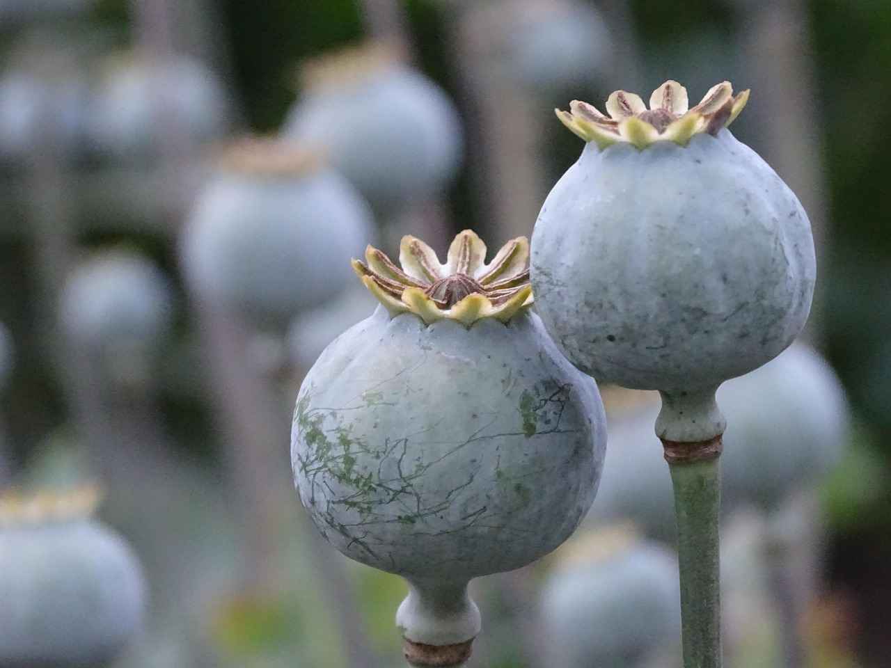 Are There Any Potential Side Effects of Chia Seeds?