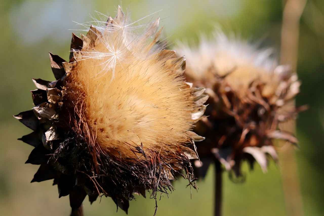 How to Incorporate Chia Seed Oil into Your Diet?