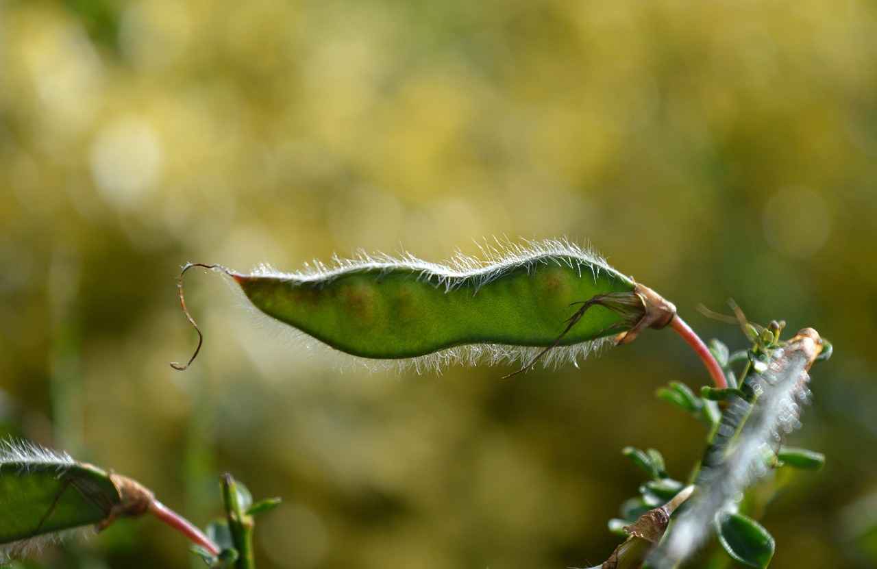 What Are Chia Seeds?