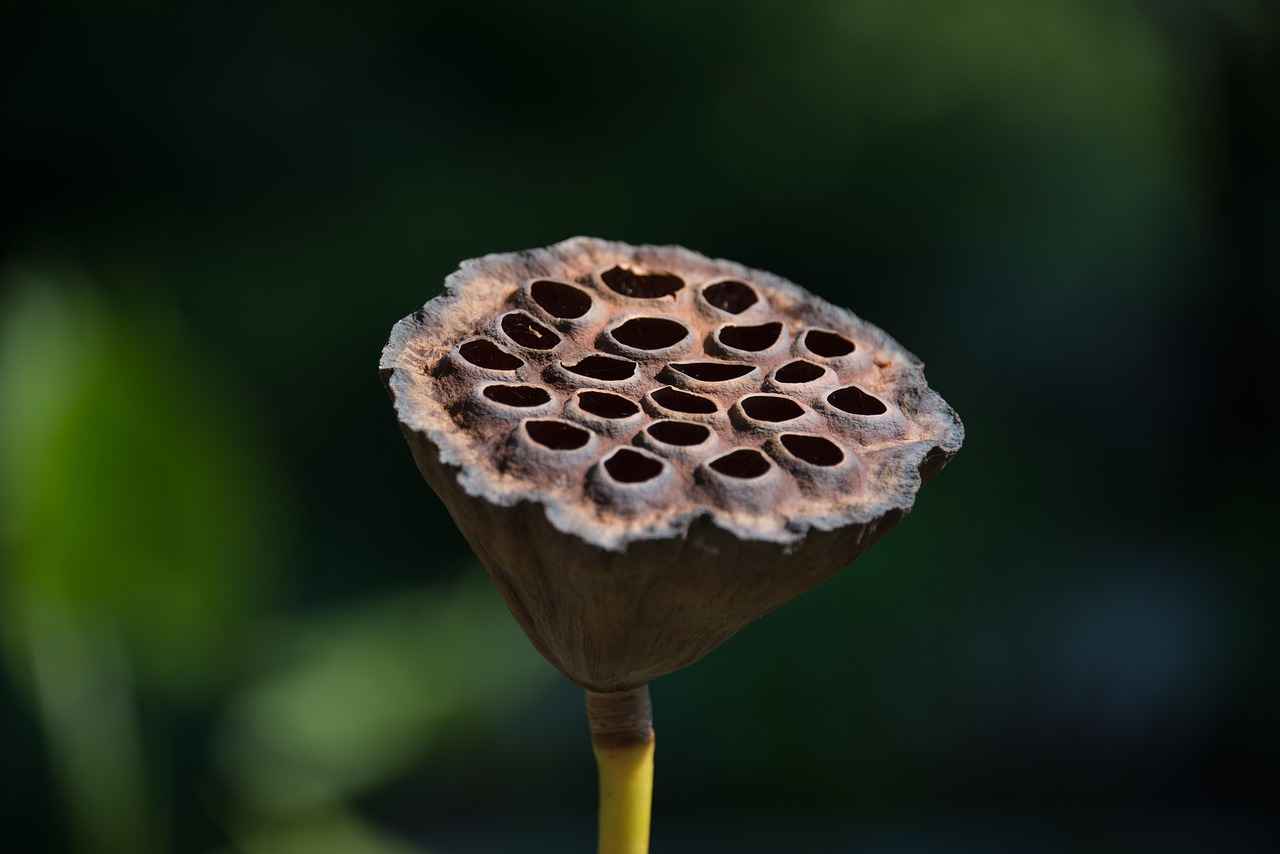 Chia Seed Seeds: How to Grow and Harvest Them at Home 5 How to Care for Your Chia Plants?