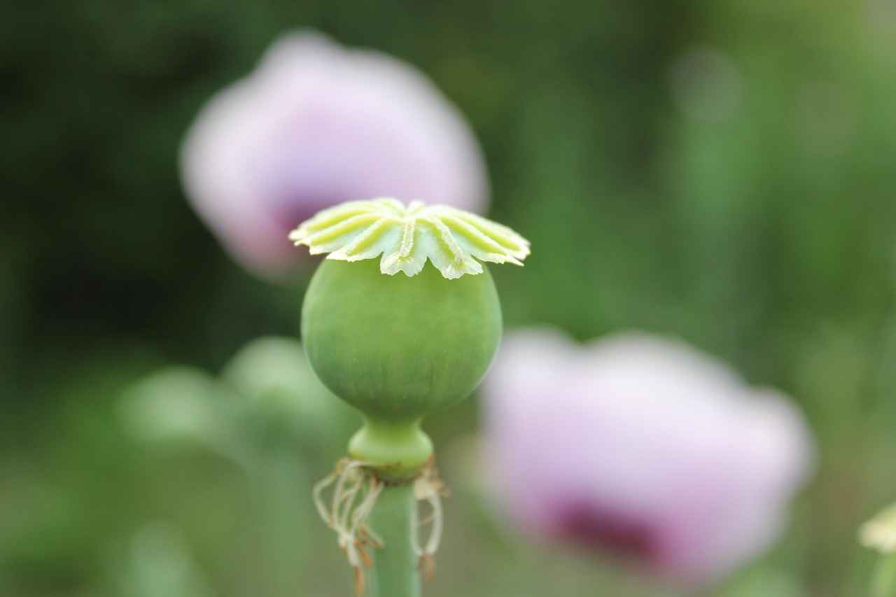 What Are Chia Seeds?