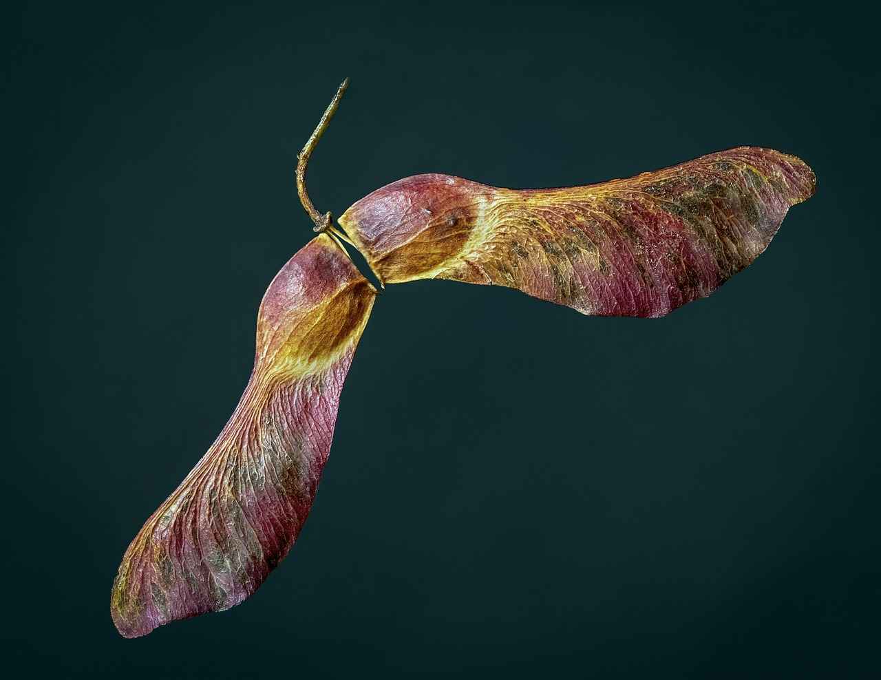 What Nutrients Are Found in Chia Seeds?