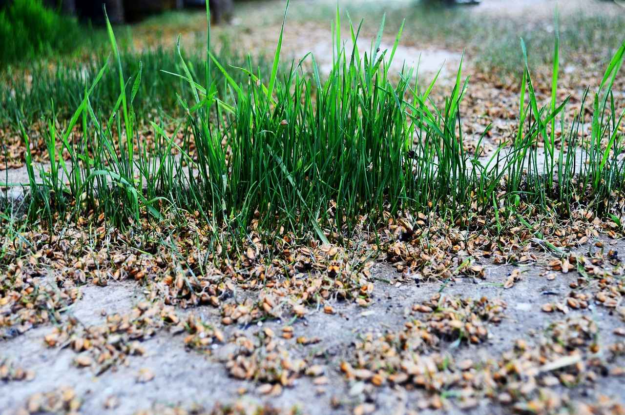 Chia Seeds for Muscle Recovery