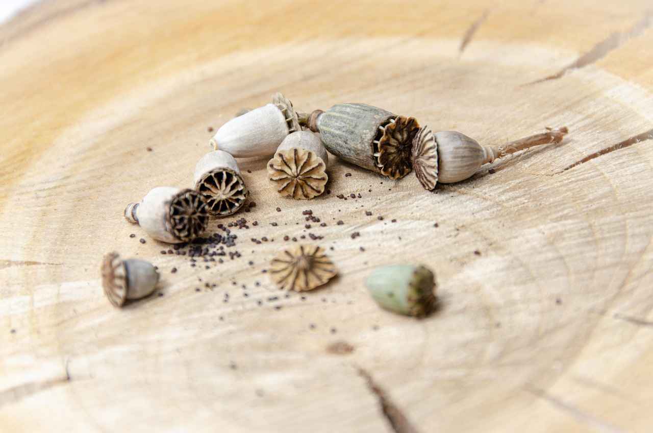 Chia Seeds Benefits: Why You Should Eat Them Daily 1 What Are Chia Seeds?