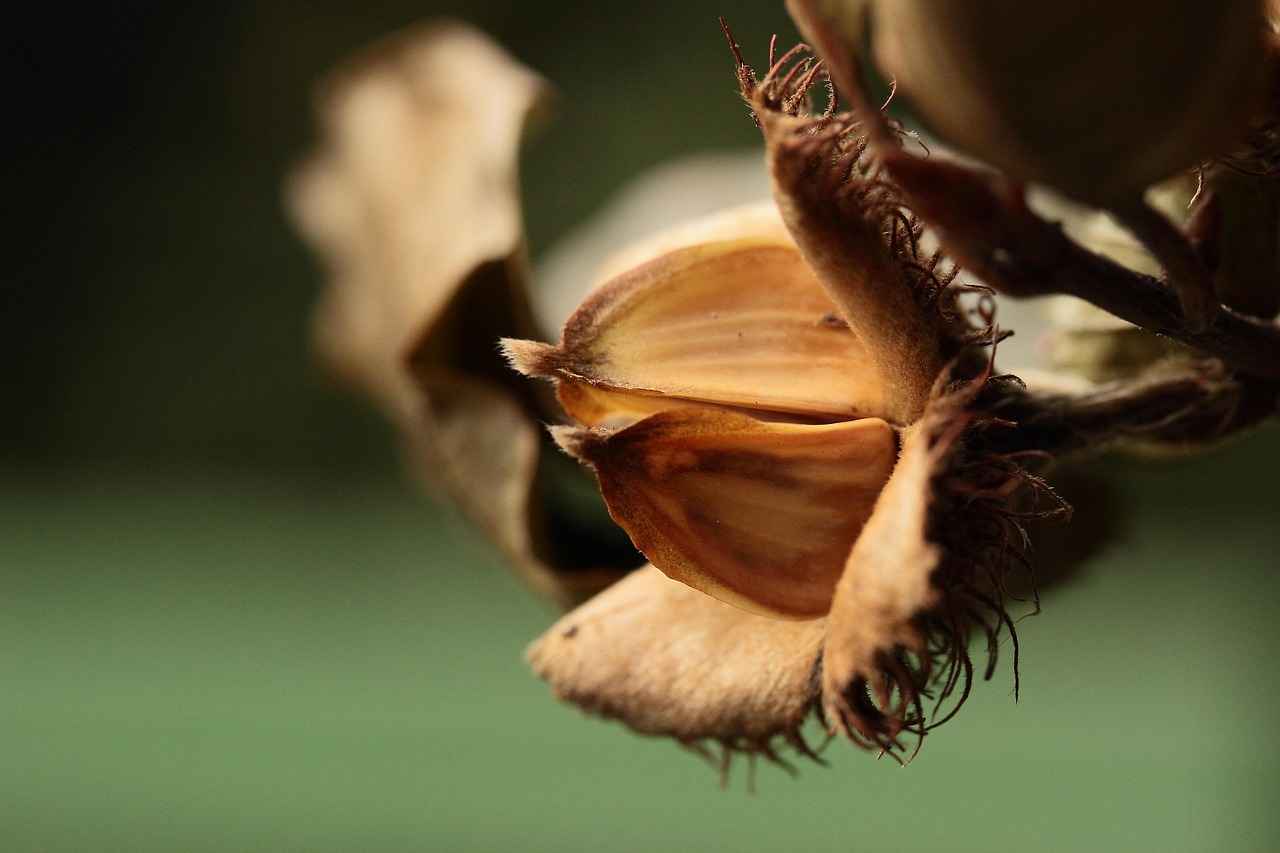 Chia Seeds in Hindi: What Are They Called and How to Use Them? 7 चिया बीज खरीदने के टिप्स (Tips for Buying Chia Seeds)