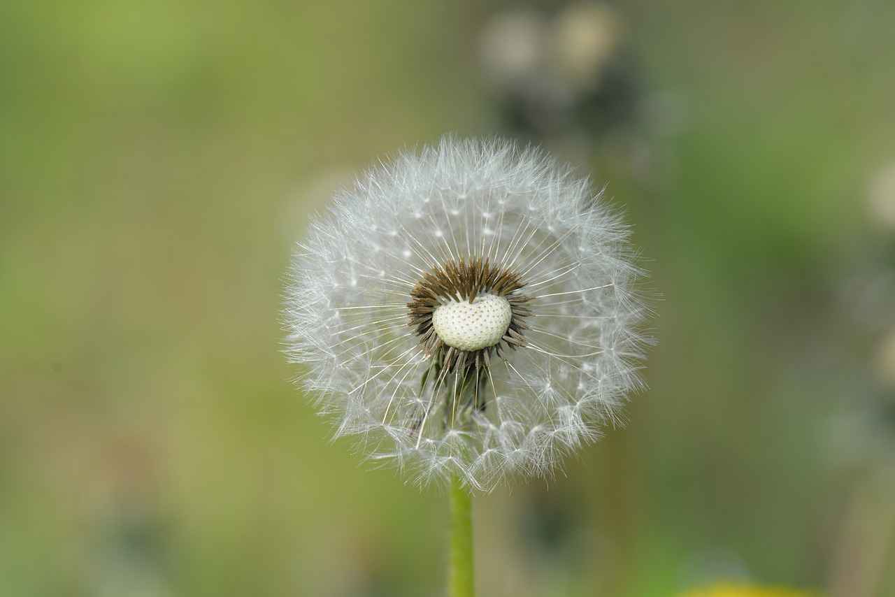 Chia Seeds in Water: The Trendy Health Drink You Should Try 5 Are There Any Side Effects of Chia Seeds?