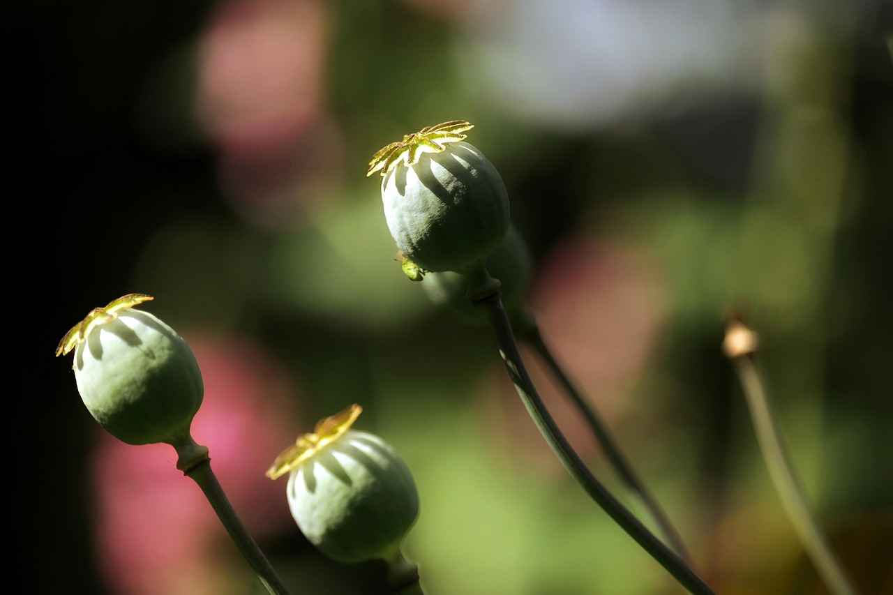 What Are Chia Seeds?