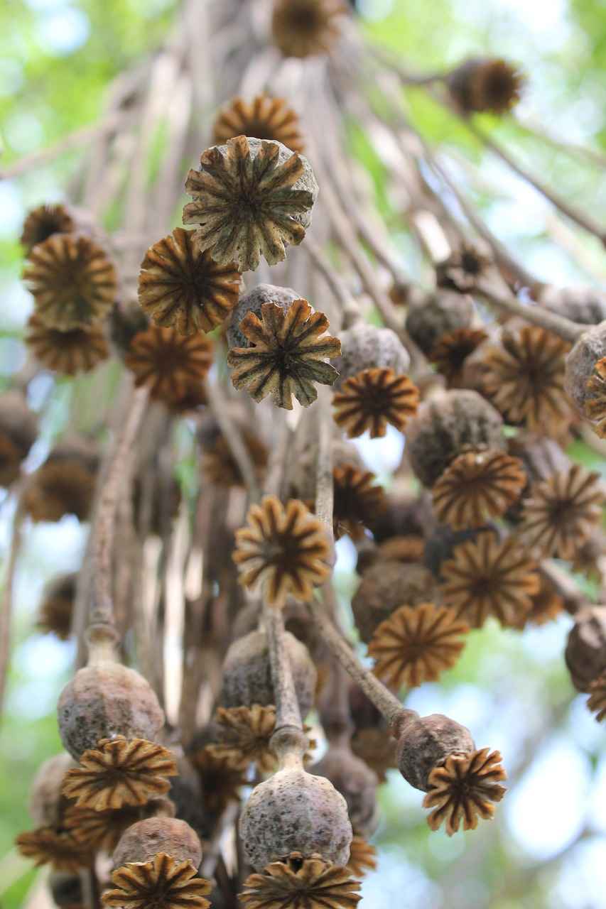 Chia Seeds Near Me: Where to Find the Best Quality Seeds 8 How to Store Chia Seeds for Maximum Freshness?