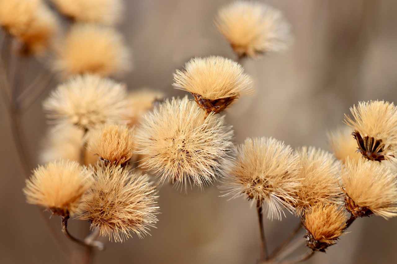 Chia Seeds Nutrition Facts: What Makes Them So Healthy 3 Protein Powerhouse: Chia Seeds