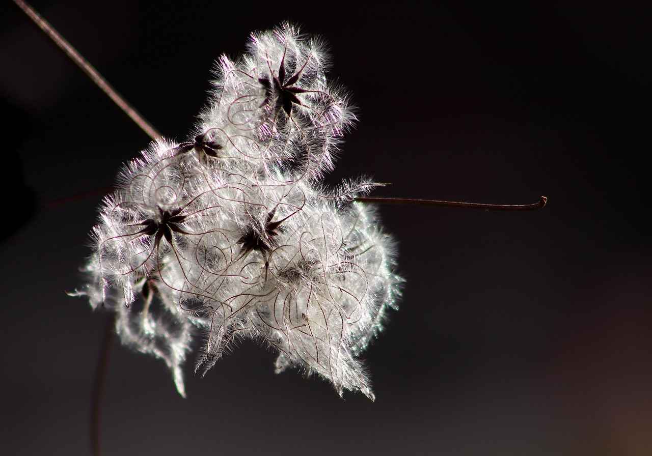 What Nutrients Are Found in Chia Seeds?