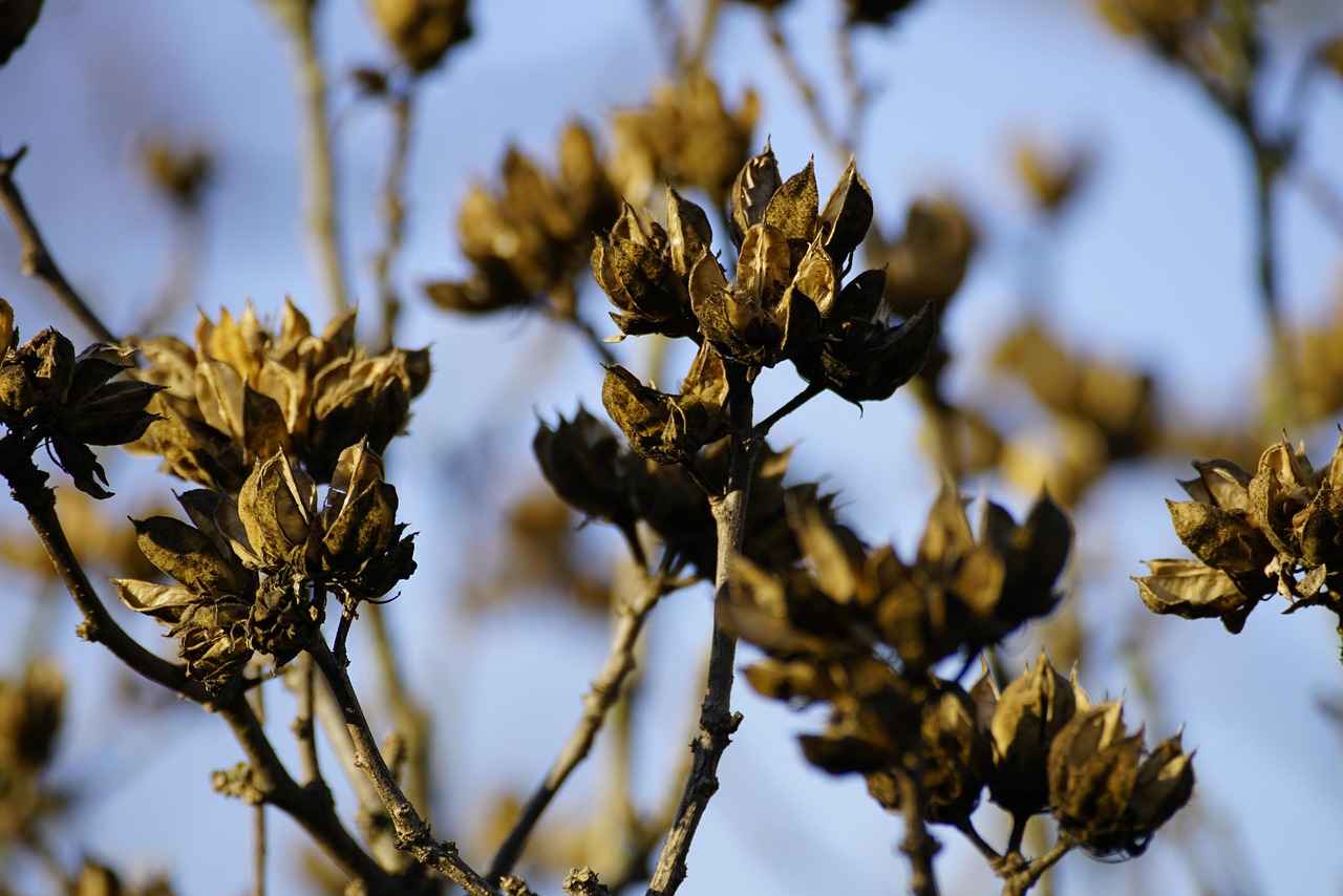 Chia Seeds Plant: How to Grow Your Own Superfood at Home 1 What Are Chia Seeds?