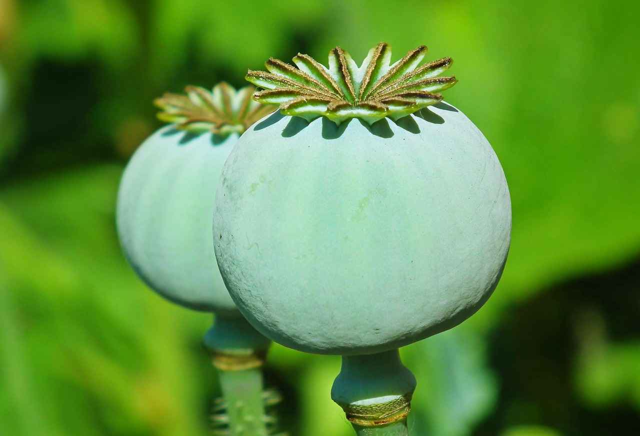 Chia Seeds Plant: How to Grow Your Own Superfood at Home 8 How to Store Chia Seeds After Harvesting?