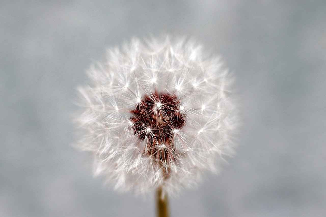 Potential Side Effects of Chia and Basil Seeds