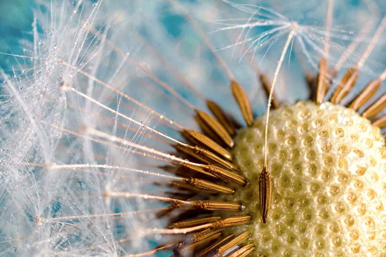 Are There Any Health Risks Associated with Old Chia Seeds?