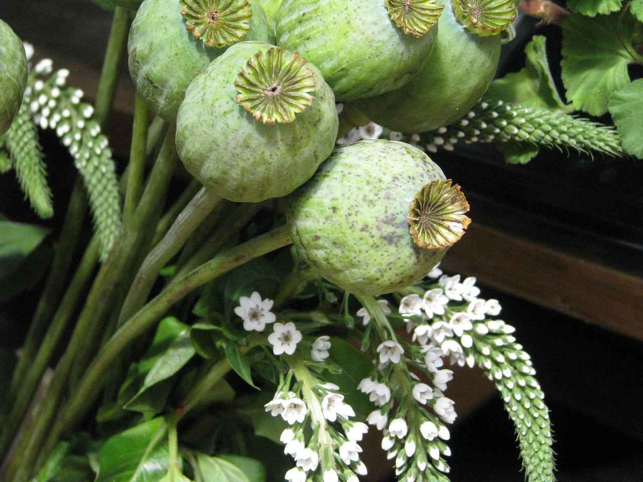 What Are the Nutritional Benefits of Chia Seeds?