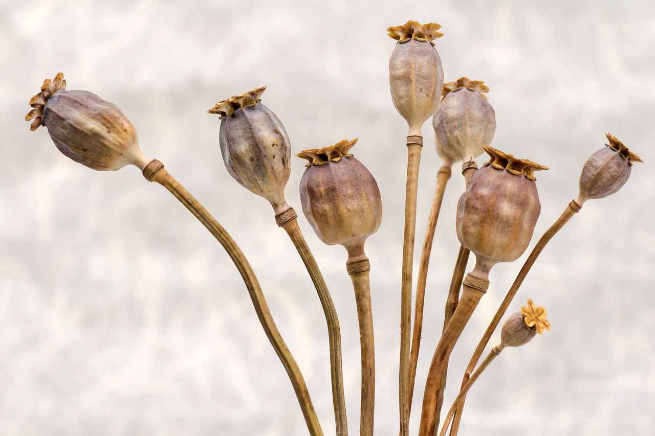 What Are Chia Seeds?