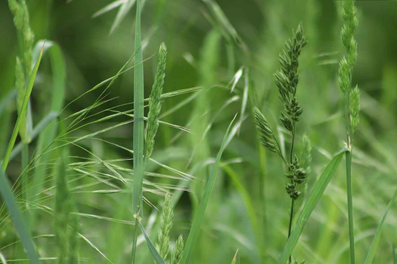 Are There Alternatives to Chia Seeds for Digestion?