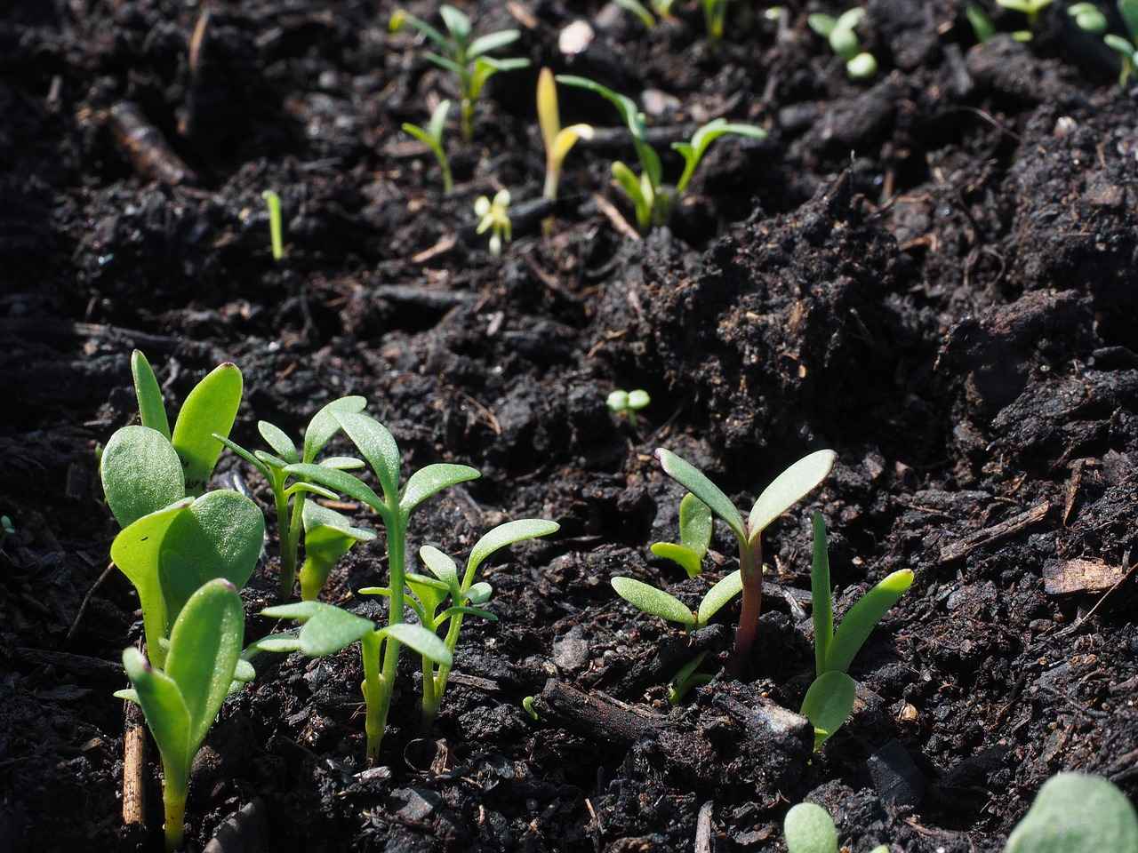 Ground Chia Seeds: Are They Better Than Whole Chia Seeds? 6 Are There Any Risks Associated with Chia Seeds?