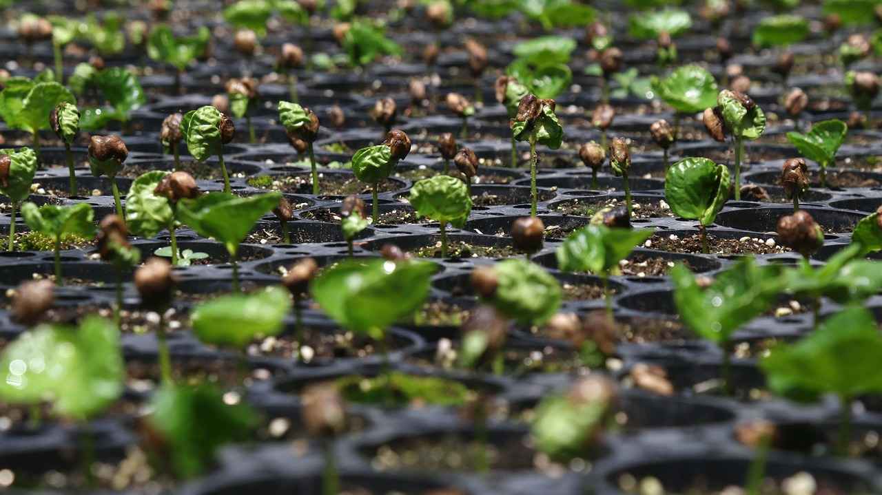 How Much Protein in Chia Seeds? A Complete Nutritional Breakdown 5 How to Incorporate Chia Seeds into Your Diet?