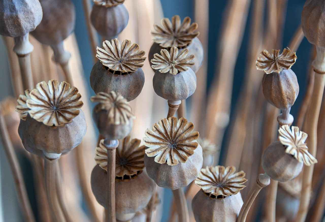 How to Grow Chia Seeds at Home: A Step-by-Step Guide 5 When is the Best Time to Plant Chia Seeds?