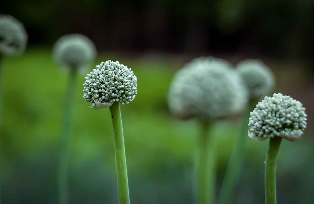 How to Use Chia Seeds in Your Daily Diet 2 Why Should You Include Chia Seeds in Your Diet?