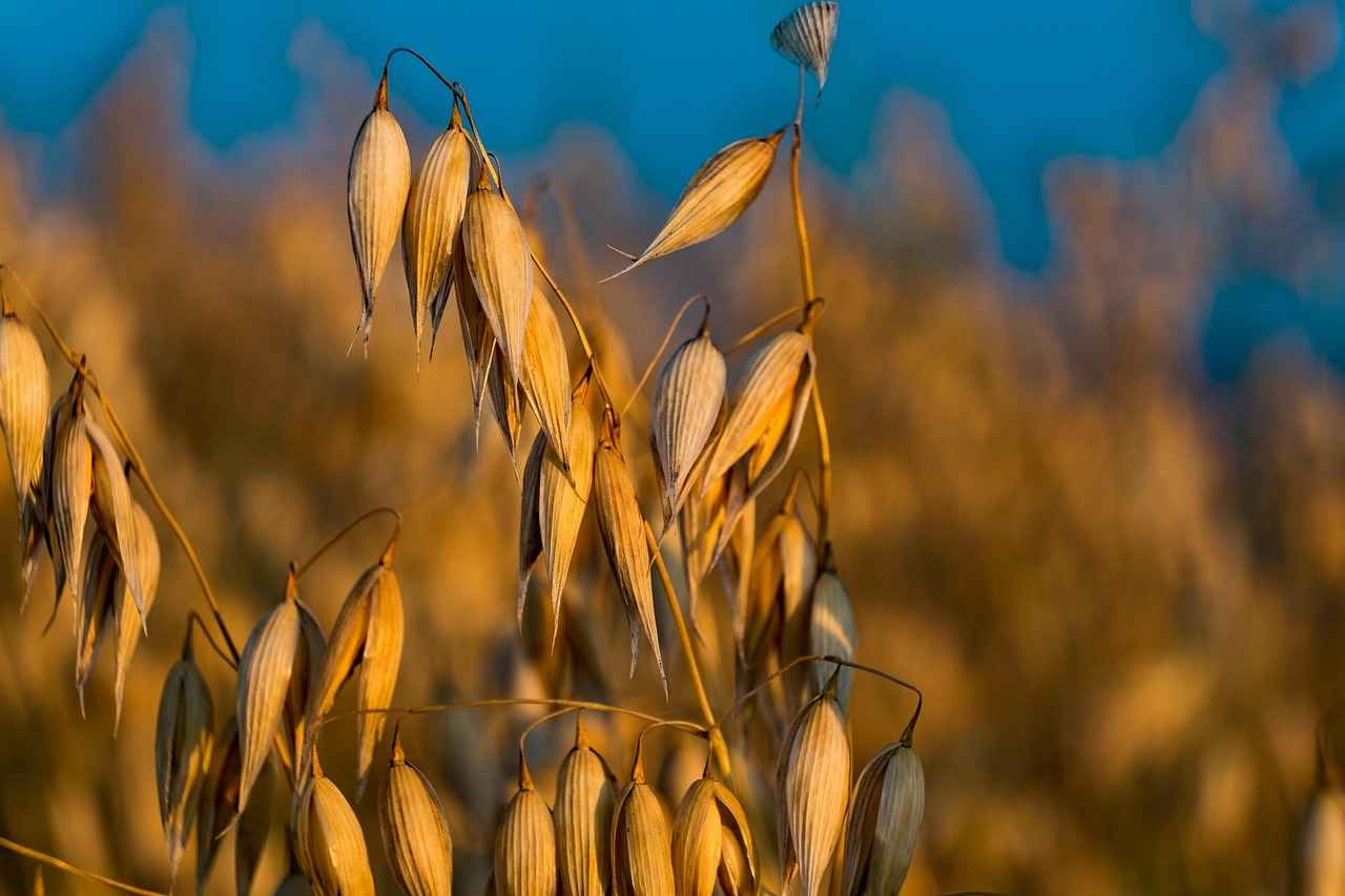 Oats and Chia Seeds: The Perfect Pair for a Healthy Breakfast 5 How Do Chia Seeds Contribute to a Healthy Diet?