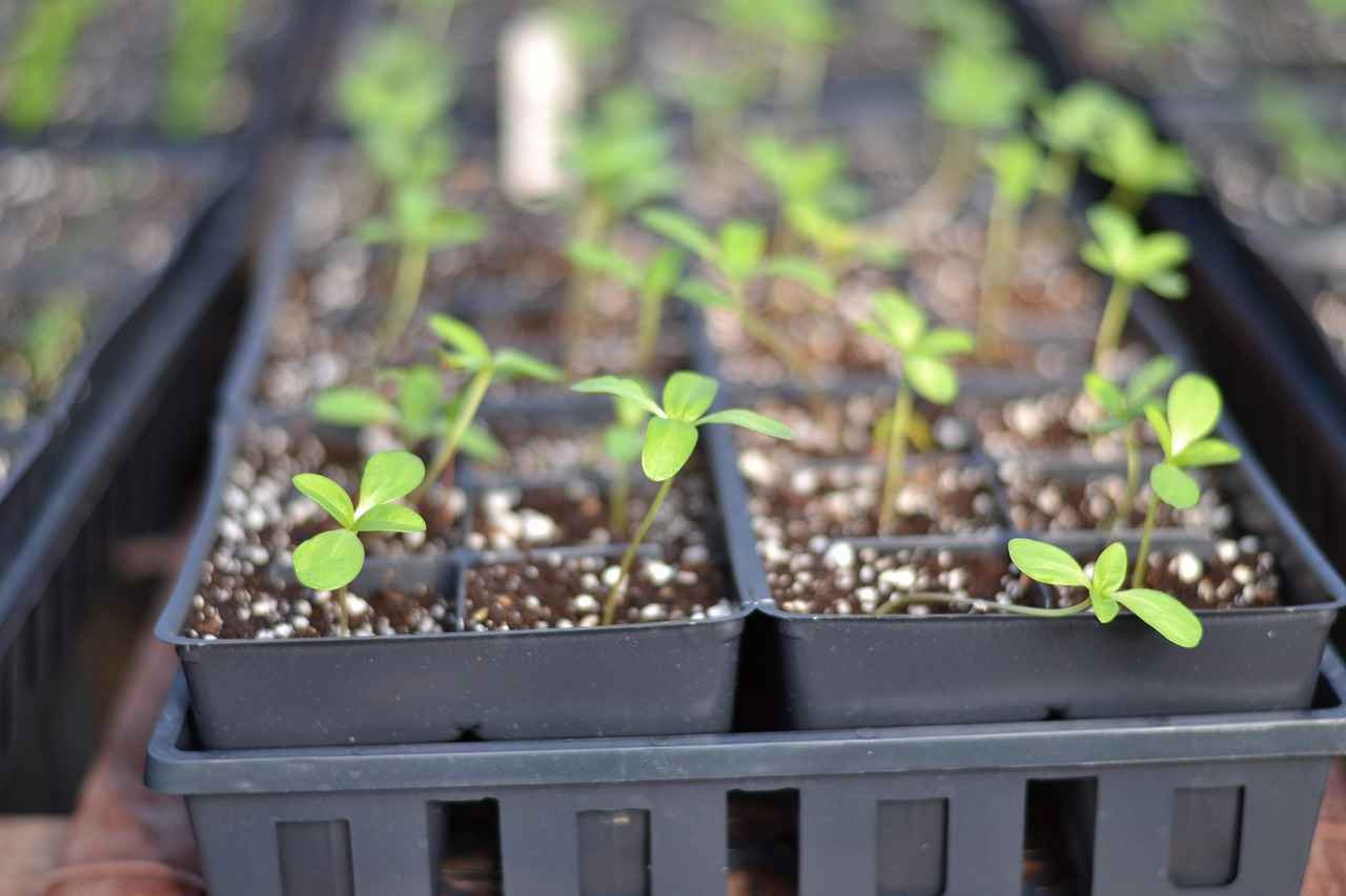 Organic Chia Seeds: Why You Should Choose Organic Over Regular 10 Are There Any Risks Associated with Consuming Chia Seeds?