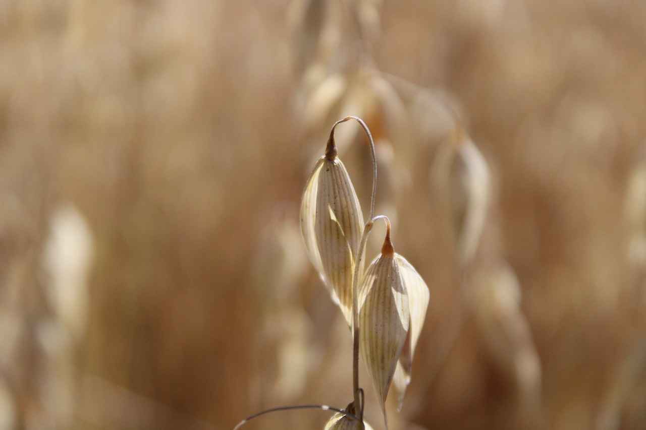 Are Overnight Oats Suitable for Weight Loss?