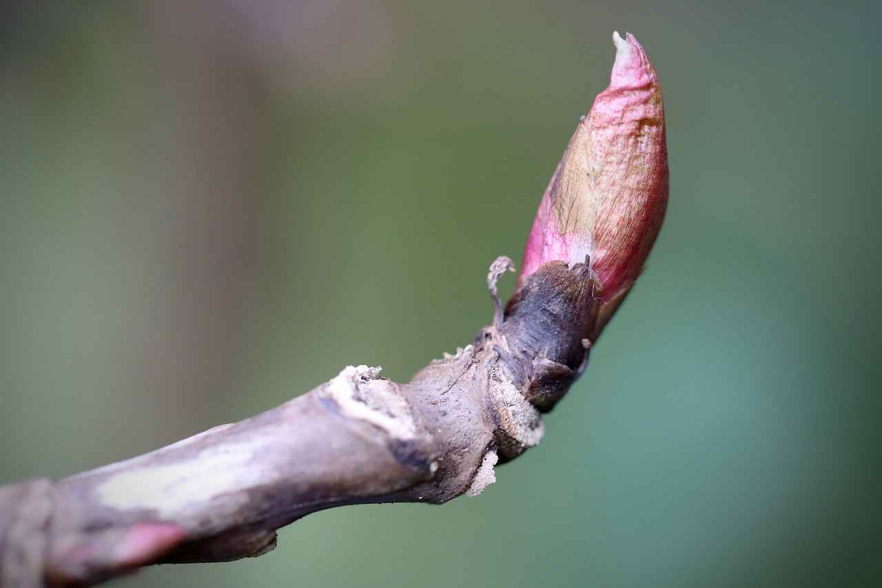 What Are Sprouted Chia Seeds?