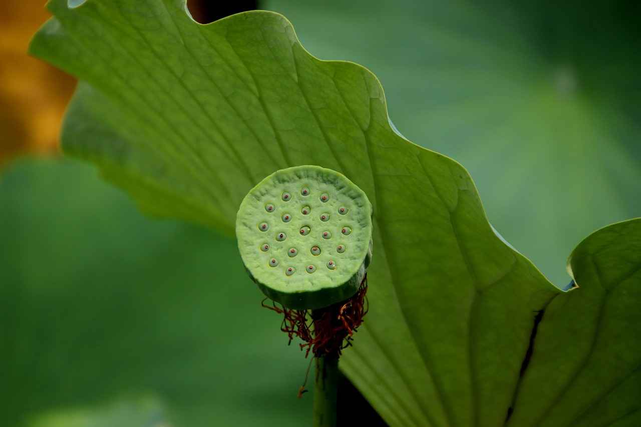 Are Chia Seeds Suitable for Everyone?