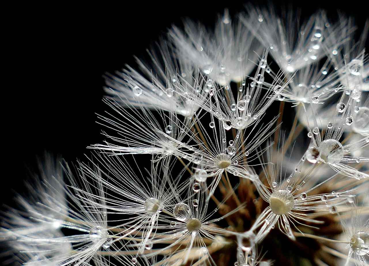 What Are the Benefits of Chia Seeds? 10 Reasons to Eat Them Daily 6 6. Can Chia Seeds Enhance Energy Levels?