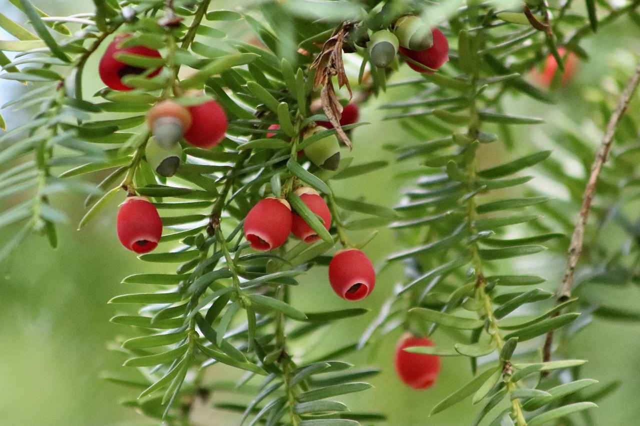 What Does Chia Seeds Do? The Science-Backed Health Benefits 1 What Are Chia Seeds?