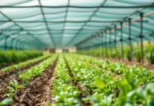 The Future of Agriculture: Sustainable Farming Practices for a Greener Tomorrow The Future of Agriculture: Sustainable Farming Methods for an Eco-Friendly Tomorrow
