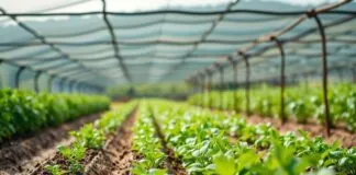 The Future of Agriculture: Sustainable Farming Practices for a Greener Tomorrow The Future of Agriculture: Sustainable Farming Methods for a More Eco-Friendly Future