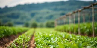 The Intersection of Agriculture and Social Media: Promoting Sustainable Farming The Intersection of Agriculture and Social Media: Advocating for Sustainable Farming