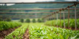 The Intersection of Agriculture and Social Media: Promoting Sustainable Farming The Intersection of Agriculture and Social Media: Advocating for Sustainable Farming