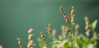 The Rise of Chia Seeds in Sustainable Agriculture The Rise of Chia Seeds in Sustainable Farming