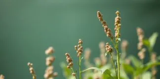 The Rise of Chia Seeds in Sustainable Agriculture The Rise of Chia Seeds in Sustainable Farming