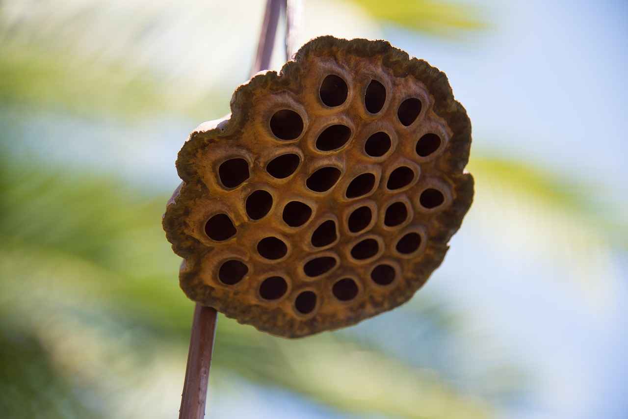 What Are Chia Seeds?