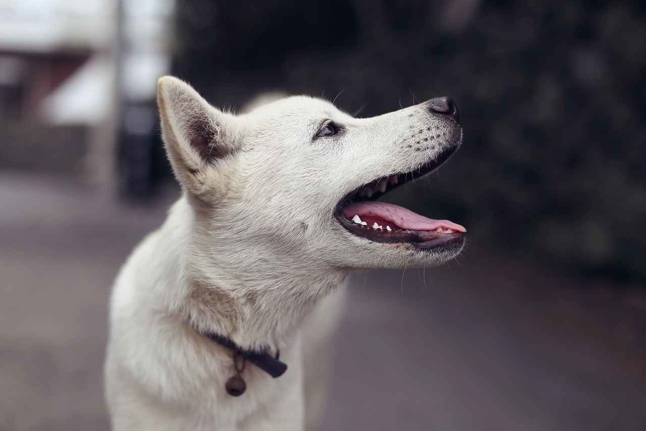 Alternatives to Chia Seeds for Dogs