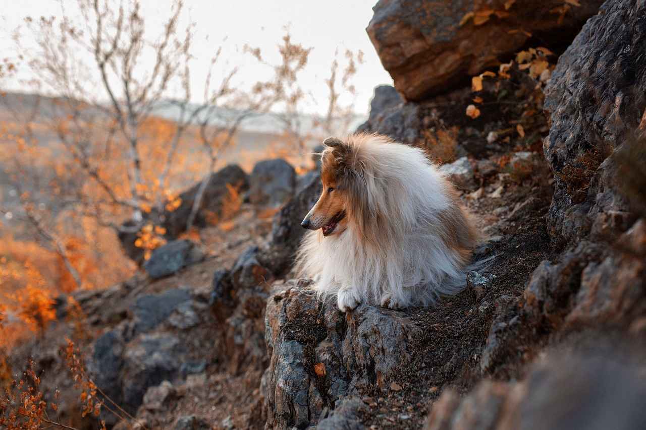Are There Alternatives to Chia Seeds for Dogs?