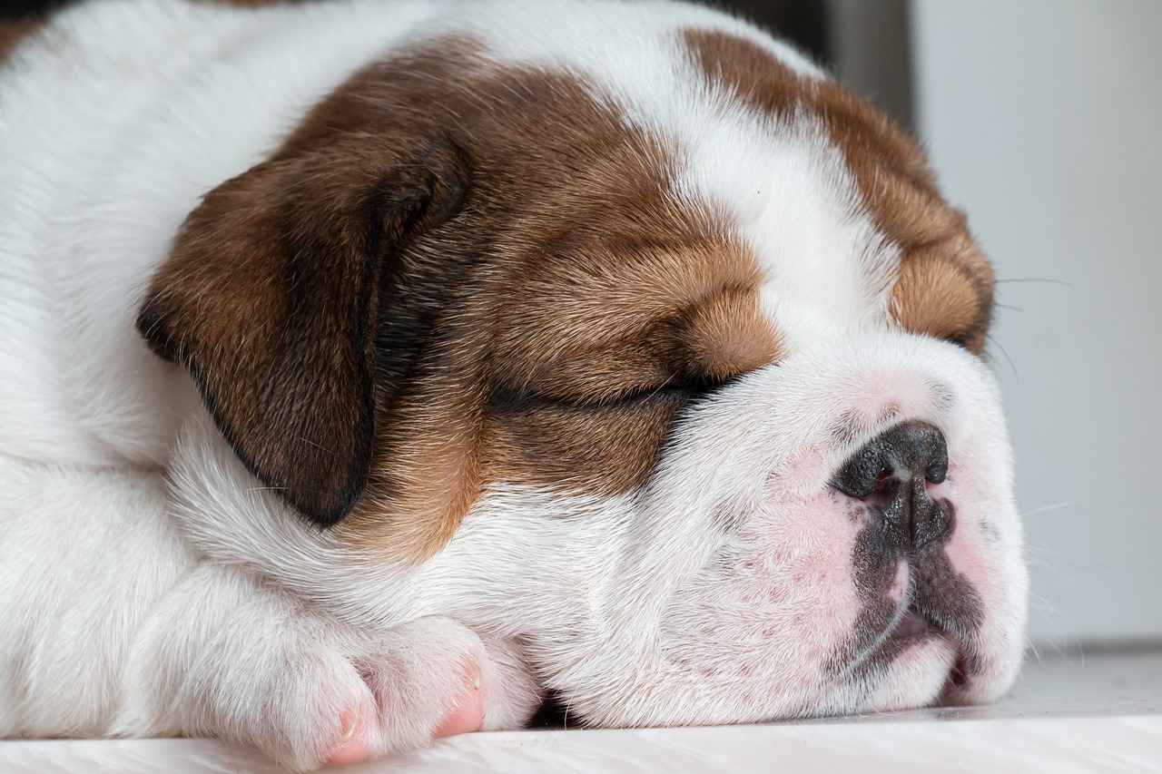 Final Thoughts on Chia Seeds for Dogs