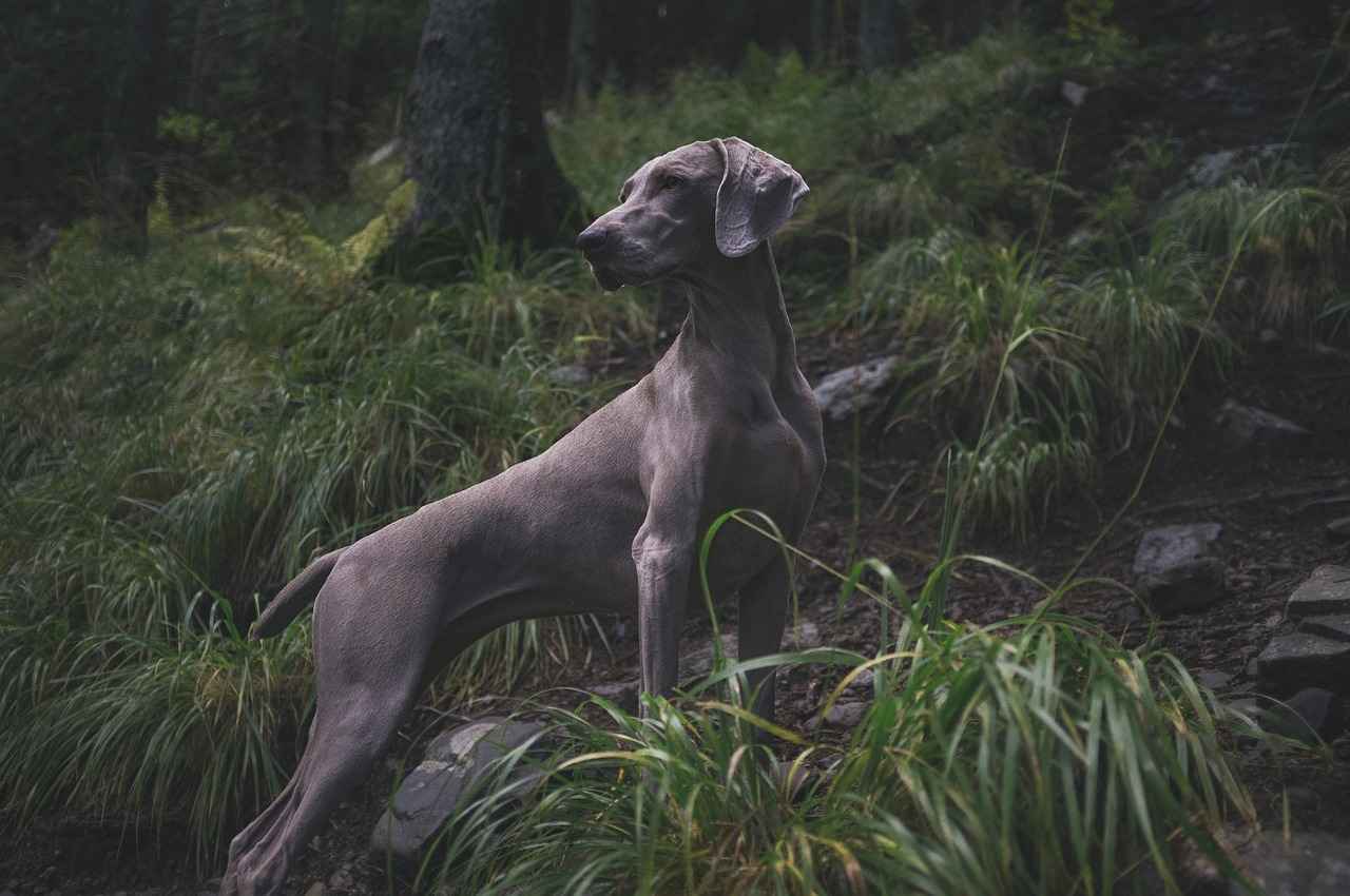 Are Chia Seeds Safe for Dogs?